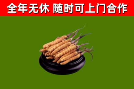 松原市烟酒回收冬虫夏草.jpg